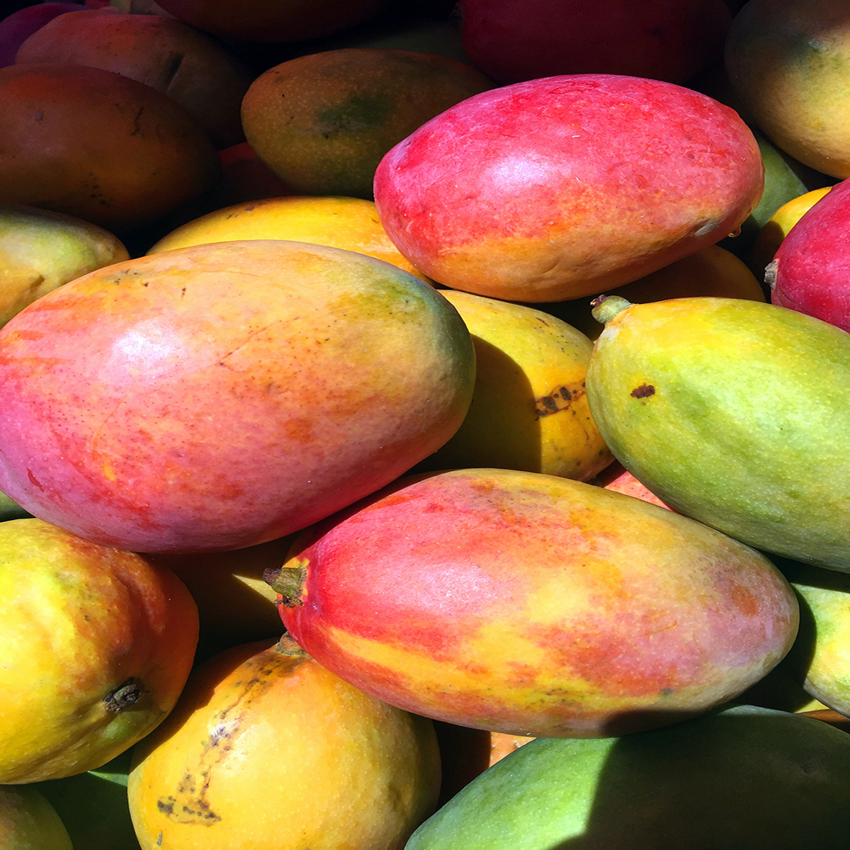 Mangue